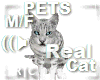 R|C Gray Cat Pets M/F