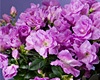 *PURPLE AZALEA'S*
