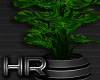 [HR] Haronta Plant