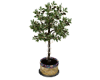 Majesty Ficus Tree