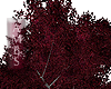 Crimson Fall Tree