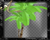 Safari Palm Tree