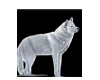 Howling white wolf