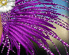 back feathers rio purple