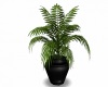 Vase Plant
