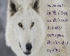 Wolf cries alone picture