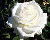 White Rose