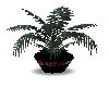 Bama Plant