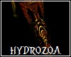 Hydrozoa Lower Body