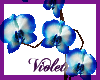 (V) blue ivory Orchids