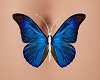 JS Tahiti ButterflyBelly