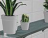 Shelf With Plants