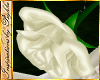 I~White Wedding Rose