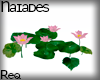 N| Nelumbo Nucifera