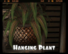 *Hanging Plant