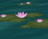 Water lily