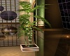 Executive Suite Plant