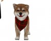 Puppy Pet