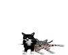 Animated Cats Playing