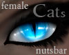 n: furry cats blue /F