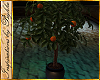 I~Orange Tree*Taupe