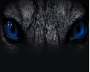 bigwolf banner1