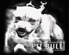 (Q)British Pit Bull Dog