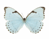 Blue Butterfly Animated