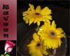 Sunflowers Pic