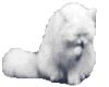 white kitty 2