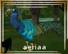 baheera peacock