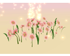 Light pink daisies