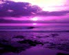 Tranquil Purple