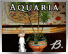 *B* Aquaria Plant