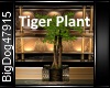 [BD]Tiger Plant