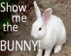 where's the bunny