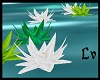 Lotus Flower,Waterlilles