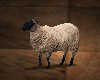 Sheep animal