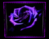 {ALR}Purple Rose Pic