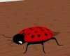 (SK) Ladybug