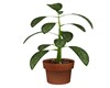 POTTED HOUSE PLANT