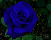 My Rose Blue Haven