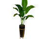 Plant s 31