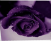 purple rose with w/ drop