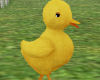 E* Baby Duck /animated