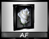 [AF] white flower Pic