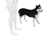 [M] Husky Dog