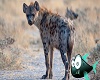 pic hyena
