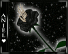 Ae Death Rose/ Black