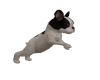 My French BullDog!!!